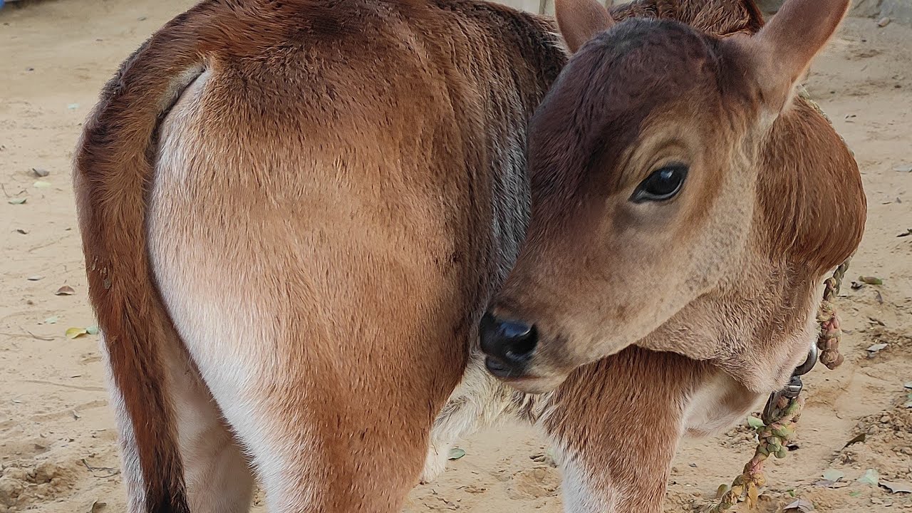 Tanvish Family is live!