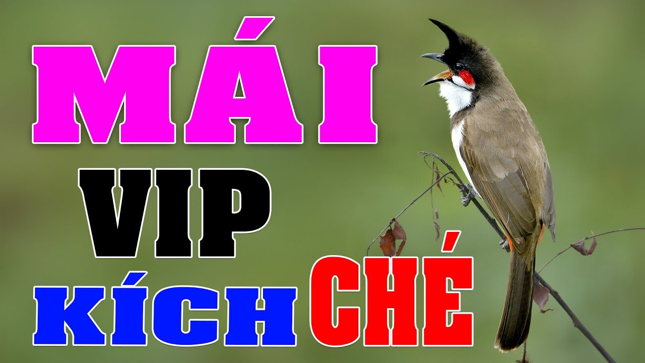 Chào mào mái kích trống nhanh căng lửa - tiếng chim mái siêu kích trống thúc bổi