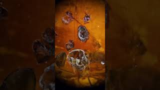 discovering the ancients in amber featuring spider ,extinct valeseguya dissuncta, and more . in D.A.