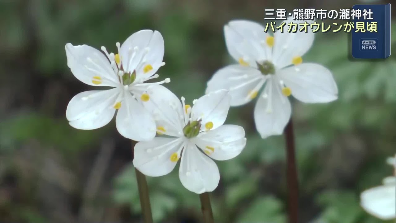 春の訪れ告げる「バイカオウレン」の花が見頃迎える 三重・熊野市の瀧