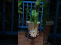 Brahma kamalam#gardening #beautiful #flowering#shorts #youtubeshorts