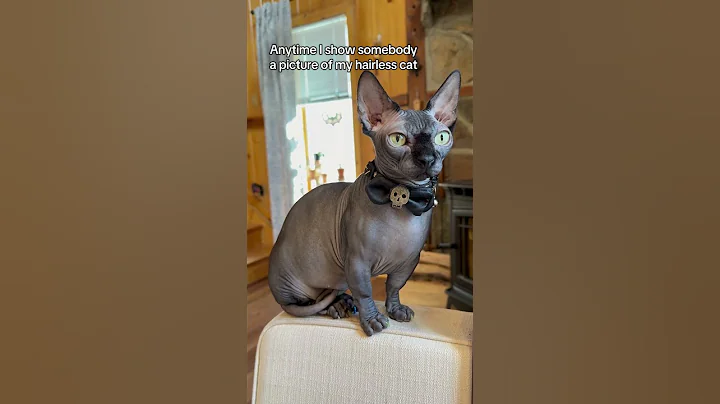 Watch the video about Sassy Sphynx kitty! #Sphynx #cat #kitty #kitten #sphynxkitty #sphynxcat