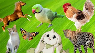 Cute little animals 🤣😂 Dog, cat, chicken, elephant, cow, tortoise 🐱🐶 Animal sounds #animal #animals