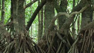 Roots Take in Water - Inspire Science