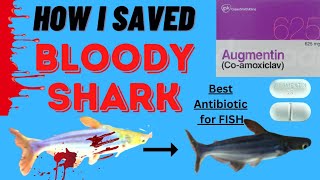 Fish antibiotics amoxicillin | Antibiotics for Fish| #Fishantibioticsamoxicillin #antibioticsforfish