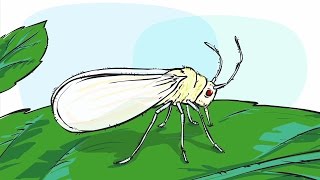 zimmerpflanze fette bltter Zimmeraralie kaufen | Fatsia japonica