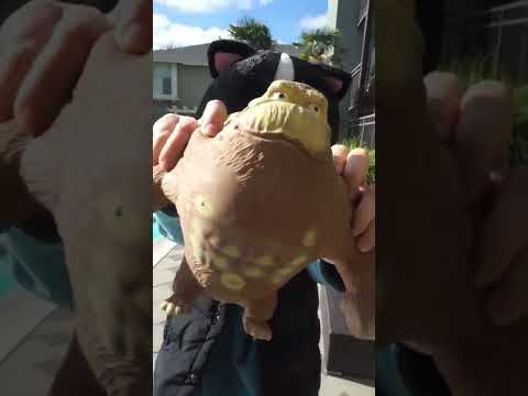 Top IP Stressers in Poland: A Comprehensive Guide