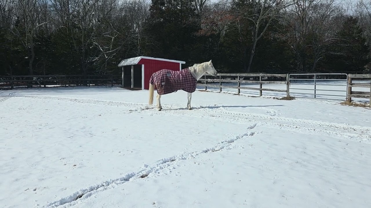 Chip at the "tail end" of a roll in the snow 1/21/26