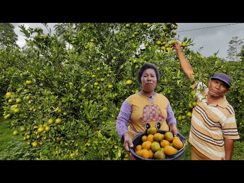Video: Berapa penghasilan seorang petani buah?