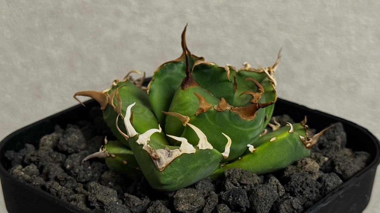 アガベ・チタノタ 魔丸（芽）-041｜agave titanota imps | Plus_P