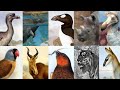 ANIMAIS EXTINTOS PELO HOMEM (1000-2021)