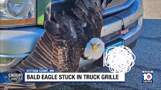 Caught on camera: bald eagle stuck in truck grille