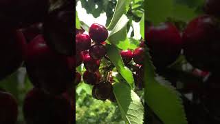 Cherry Picking