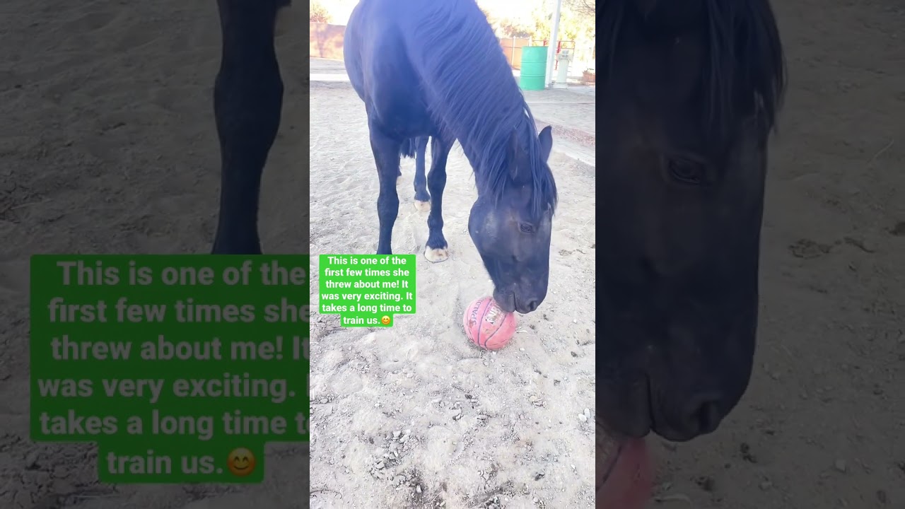 I taught my horse 38 tricks 