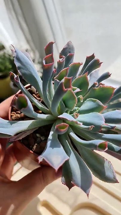 эхеверия Трампет пинки. Echeveria 'Trumpet Pinky' - YouTube