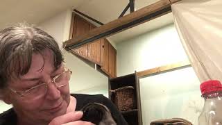 Pancake Pug Puppy#puppies #pug #dog # by Beverley Benbow 78 views 8 months ago 2 minutes, 29 seconds