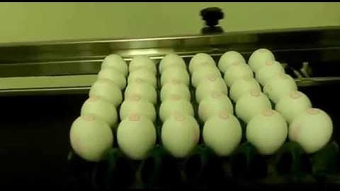 MapleJet - ProDigit EggSprint - Marking & Coding on Eggs