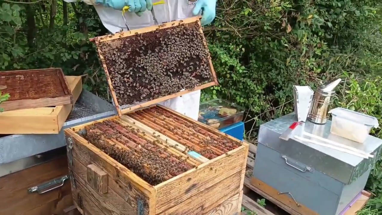 Traitage du varroa.