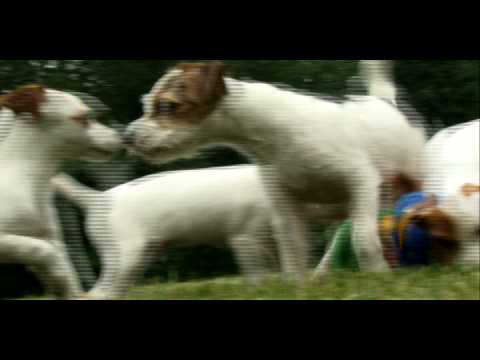 Τζακ Ράσελ Τεριέ - Jack Russell Terrier