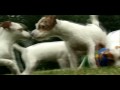 Dogs 101 - Jack Russell の動画、YouTube動画。