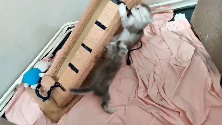 Video 11847061: kitten ragdollcat ragdollkittens, ragdollcat cutecats, ragdollcat kitty, ragdollcat meow, kitten fun