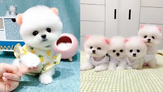 Funny and Cute Dog Pomeranian 😍🐶| Funny Puppy Videos #230 by PiPe Cute 332 views 2 years ago 8 minutes, 4 seconds