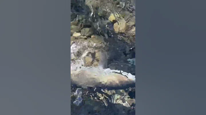how to release sockeye salmon in vedder river？keep them in water all time #釣魚 #salmonfishing #釣三文魚 - 天天要聞
