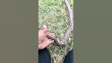 Burmese python Handling #snake #burmesepython