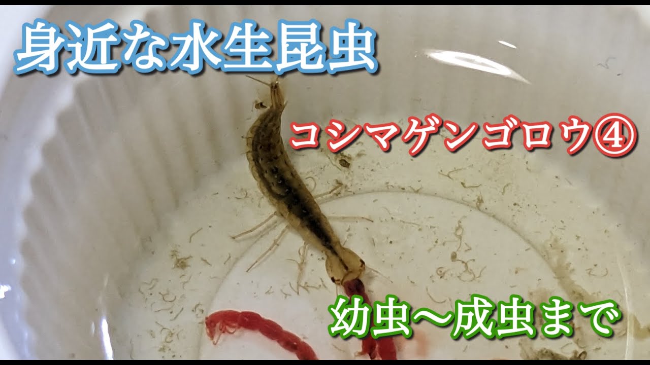 身近な水生昆虫 コシマゲンゴロウ④ 幼虫~成虫まで - YouTube
