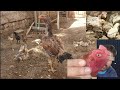 Important Tips About How To Take Care And Protect Your Aseel Chicks