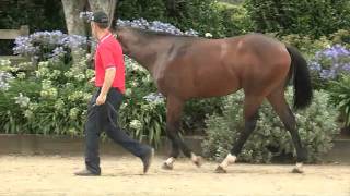 Align X Mulensky Colt