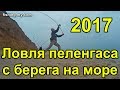 Ловля пеленгаса c берега рыбалка на море 2017