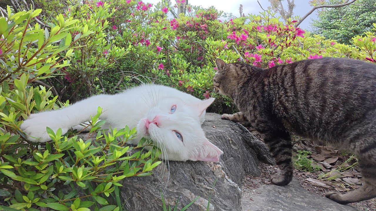ウィンスタンレイキャット 緑目ジンジャー猫&黄目キジトラ猫