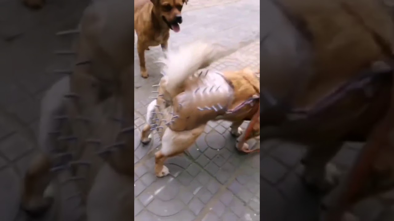 Anti-Rape Device for Dogs