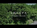 【ドローン撮影】上谷の大クス（埼玉県越生町）