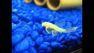 Longfin albino bristlenose pleco is cleaning rocks