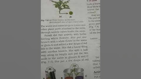 Class :6 science: ch -7 Getting to know plants (video 2 )