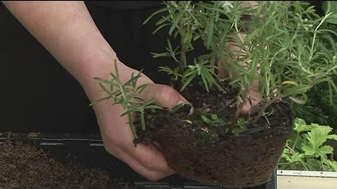 Guide To Transplanting Young Rosemary Plants