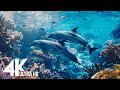 Aquarium 4k ultra  beautiful coral reef fish  relaxing sleep music