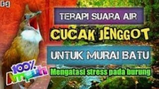 masteran cucak jenggot suara air kemricik terapi burung