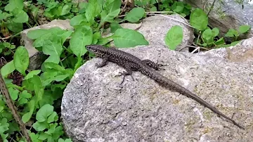Cincinnati - wild European wall lizards
