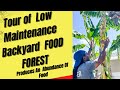 Tour low maintenance backyard food forest garden produces an abundance of food