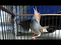 Kicau Burung Prenjak Kepala Merah Klawu Pikat Pancingan Masteran Ampuh Cinenen Agar Cepat Ngalun Mp3 - Mp4 Download