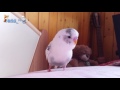 Miniature de la vidéo de la chanson Can't Get Up In The Morning