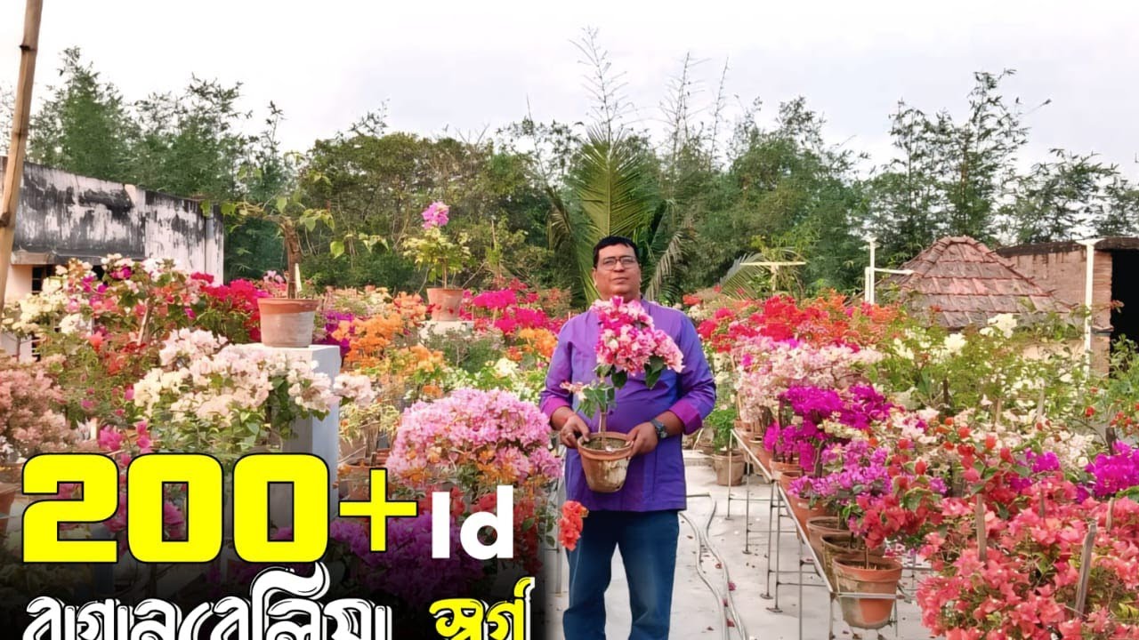 ২৪০ টা প্রজাতি নিয়ে রাজেশ দা বাগান বিলাসের স্বর্গ উদ্যান বানিয়েছেন#baganbilus #fertilizer #care 