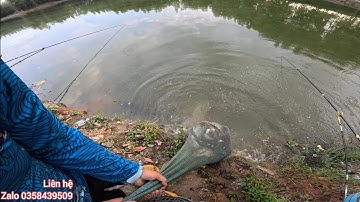 Fishing | Câu Đài | Một Ngày Sướng Tay Câu Rô Phi Cuốn Ổ Hồ Ty vlog | Nghiện Câu TV