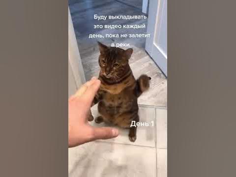 Кот боксер - YouTube