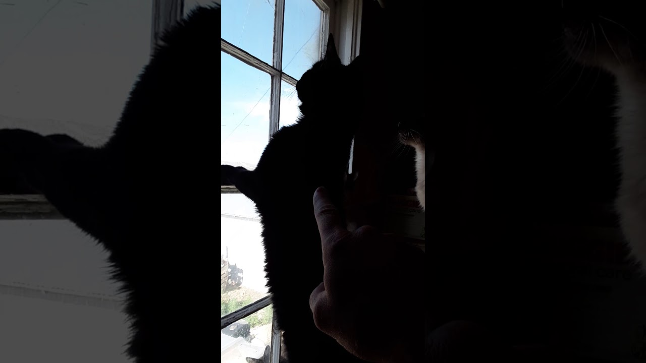 my cats 
