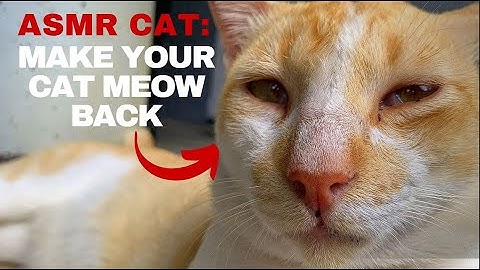 Play this to attract your cat and make it meow back (works instantly!)