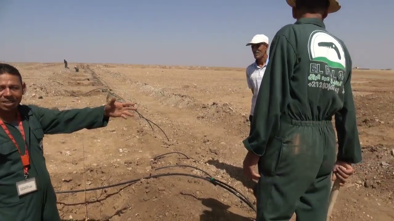 غرس أشجار الزيتون منارة مغربية بإتقان وحترافية من منطقة بنجرير 0672661830